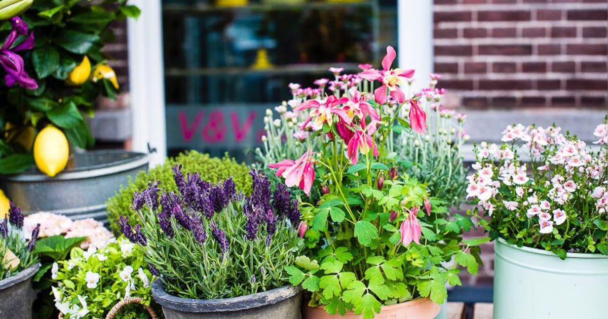 Flower power! Deze bloemenzaak opent aan de Ginnekenweg