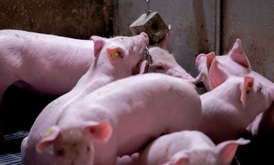 Varkenshouderij in Hoeven krijgt nul op rekest: rechter ziet risico op strafbare feiten