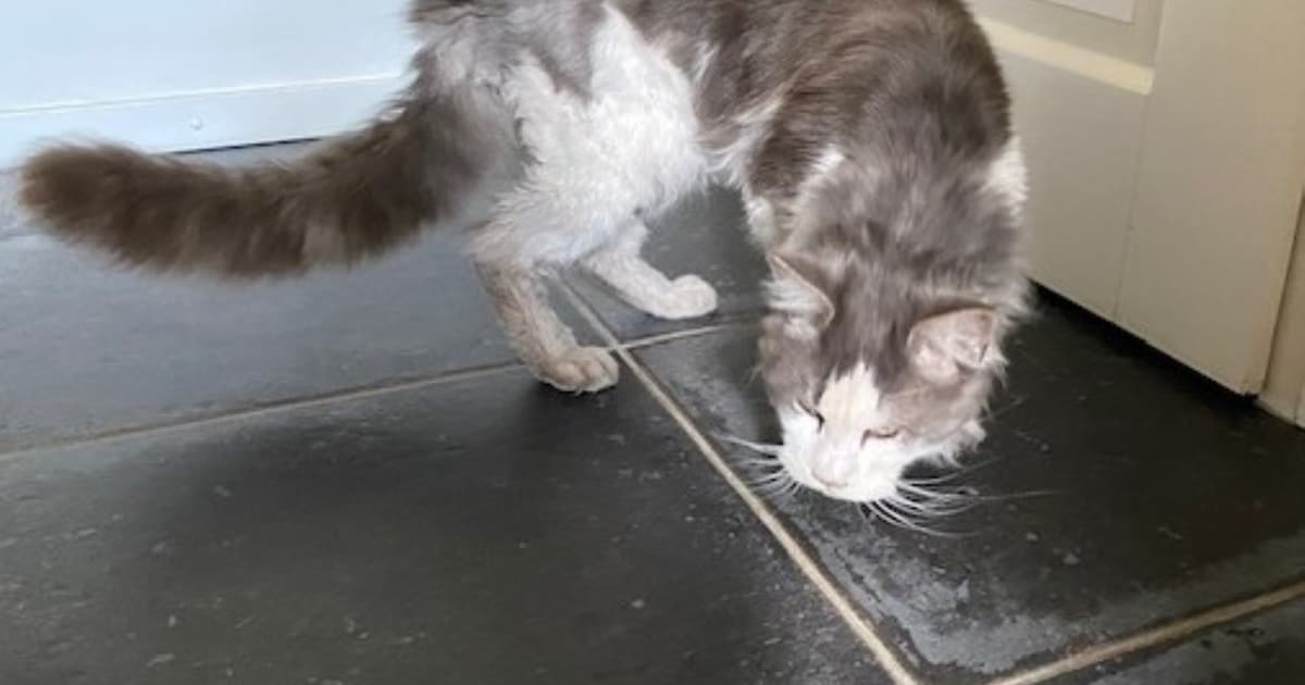 Heb jij Frodo gezien? Dit huisdier wordt in Zundert vermist