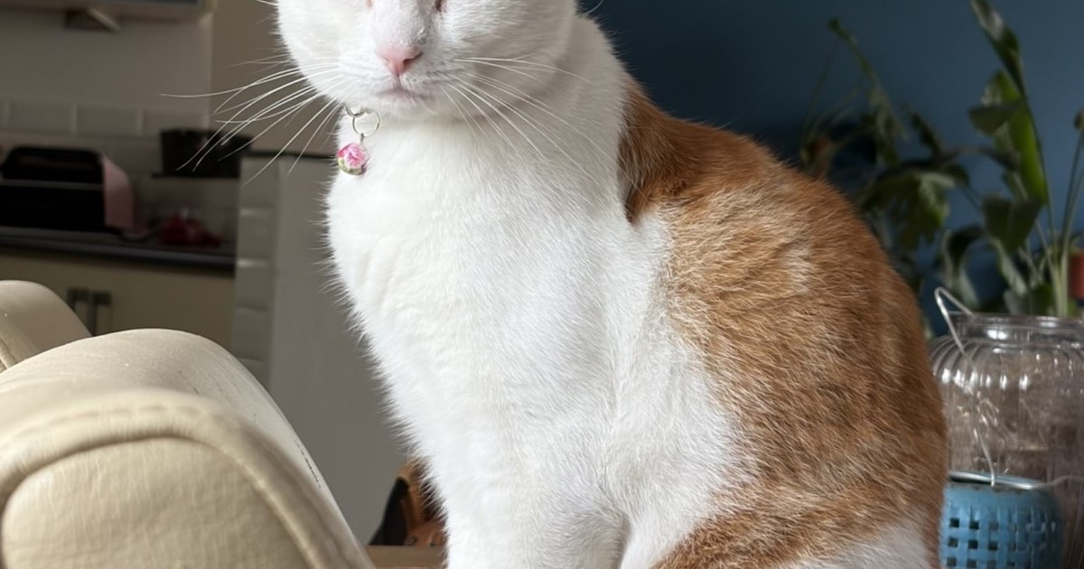 Heb jij Koos gezien? Dit huisdier wordt in Dongen vermist