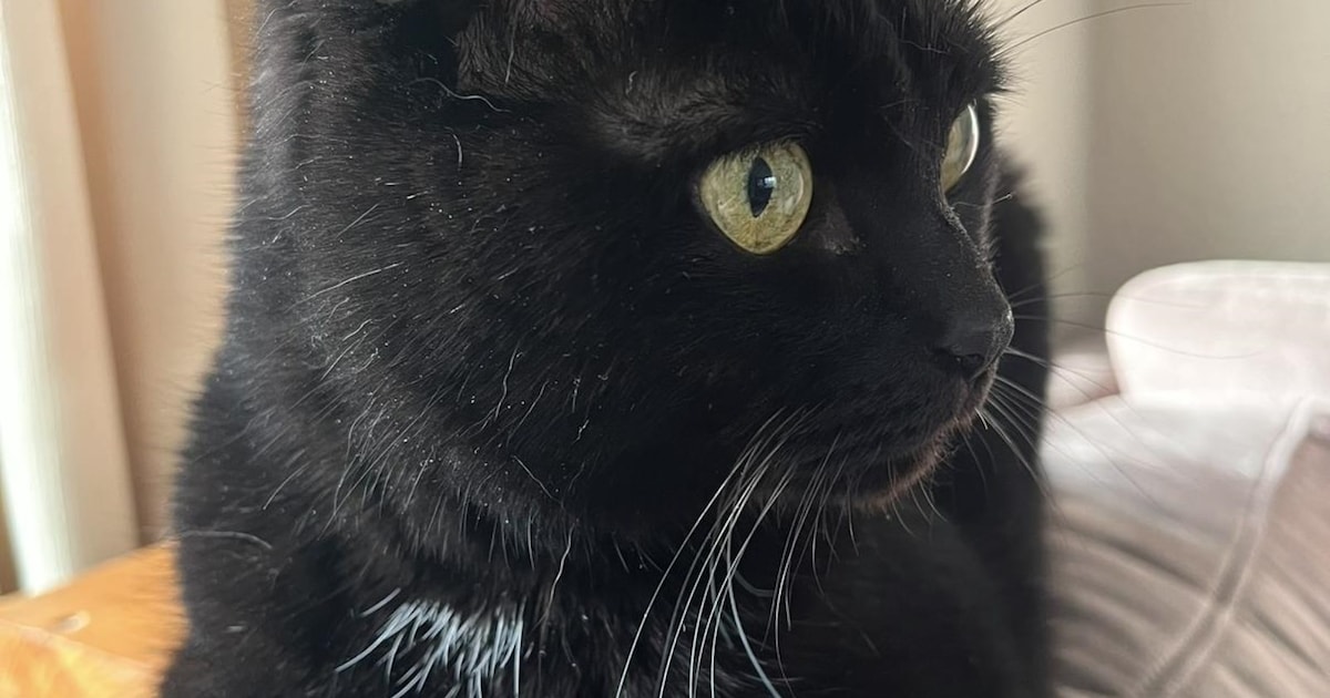 Heb jij Josje gezien? Dit huisdier wordt in Roosendaal vermist
