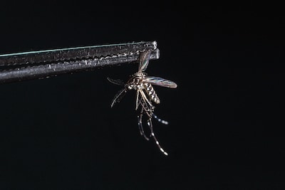 Na ‘uitzonderlijke grote’ uitbraak neemt aantal Nederlanders met dengue flink af: ‘Ik zwom in m’n zweet’