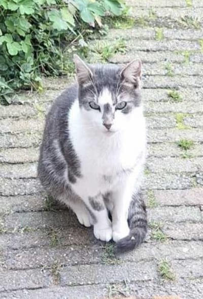 Heb jij Mikey gezien? Dit huisdier wordt in Moerdijk vermist