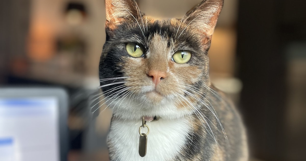 Heb jij Sieb gezien? Dit huisdier wordt in Oosterhout vermist