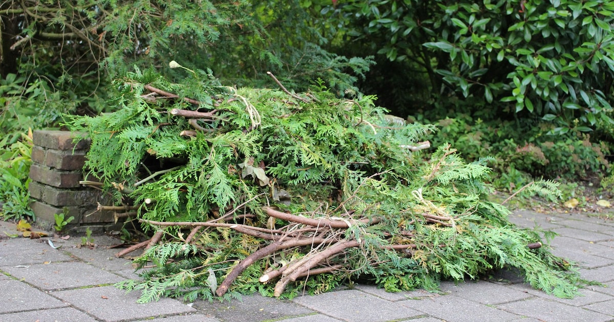 Gemeente Zundert haalt snoeihout op in Rijsbergen en andere dorpen