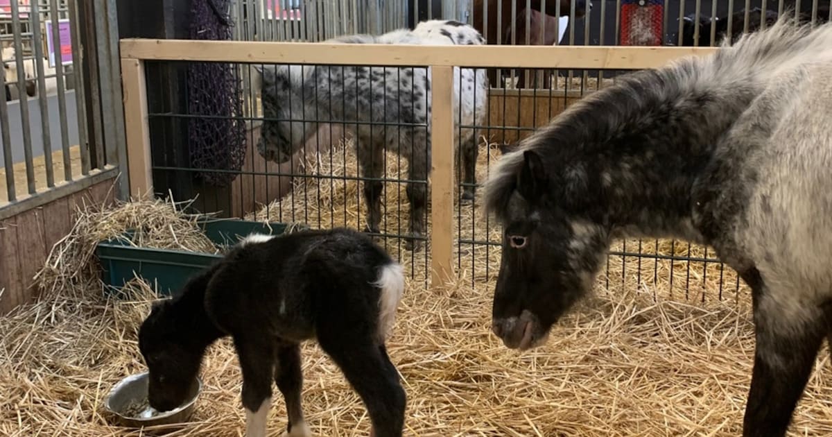Zo lief! Er is een veulentje geboren bij Stadsboerderij Weizigt