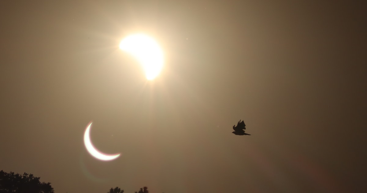 Toevallige vogel in de hoofdrol