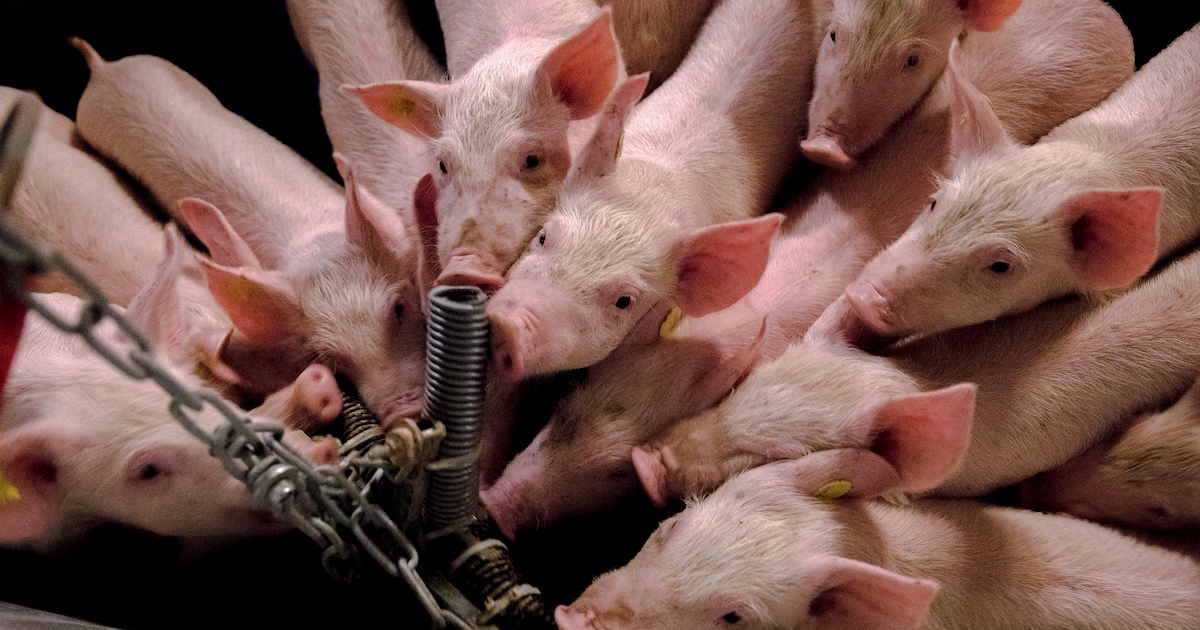 Omstreden Hoevens bedrijf met 15.000 varkens strijdt tegen gemeente: ‘We komen niet verder’