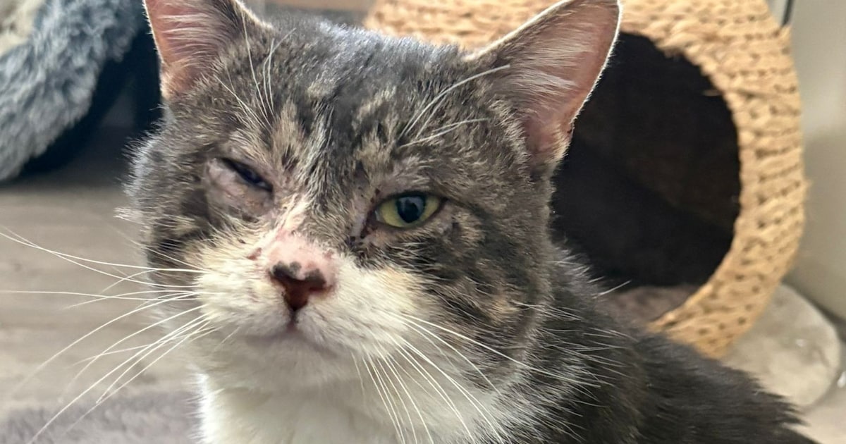 Kater door auto met zijn gezichtje over straat gesleurd, met uitgerukte nagel tot gevolg: ‘Hij was w