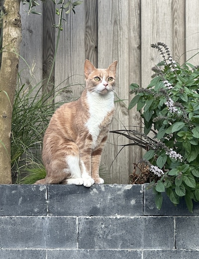 Heb jij Max, Pip of Binkie gezien? Deze zeven huisdieren worden in Breda vermist