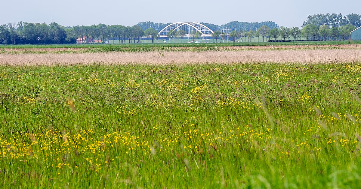 Bergen op Zoom zet in op een duurzaam bedrijventerrein in de omstreden Auvergnepolder: ‘Niks doen is