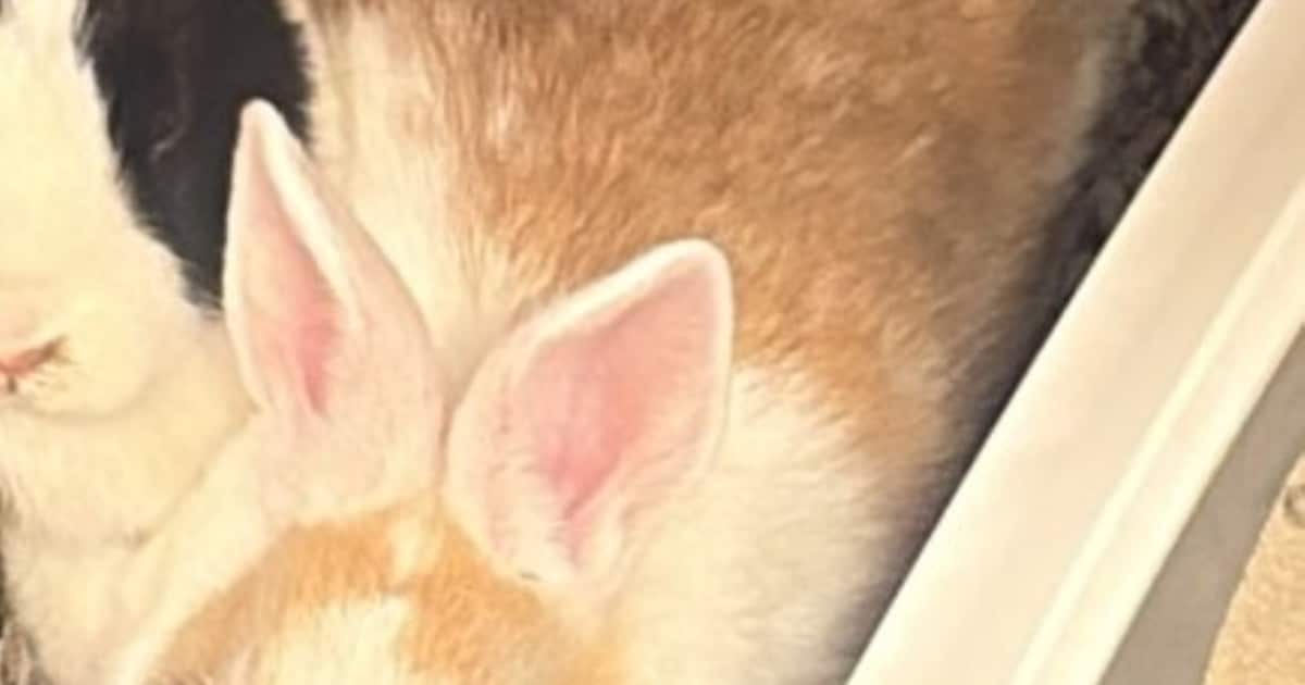 Heb jij Fleur gezien? Dit huisdier wordt in Moerdijk vermist