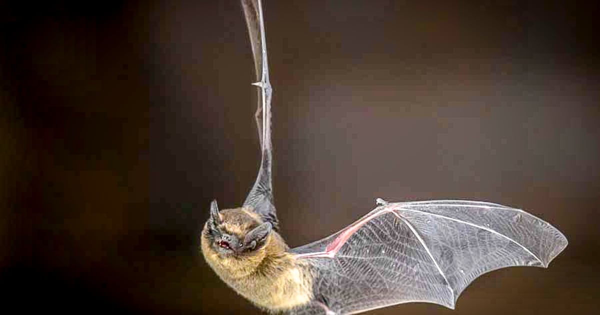 Geertruidenberg start met soortenmanagementplan om dieren te beschermen