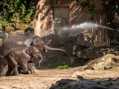 Diergaarde Blijdorp met korting