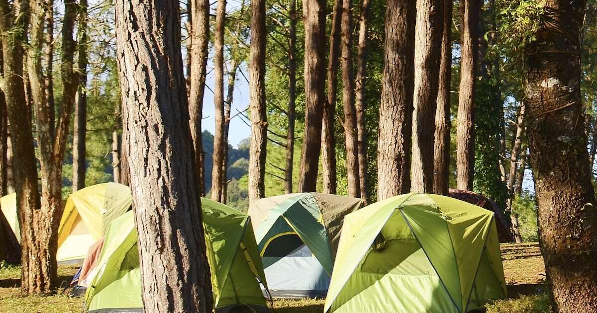 Camping en buurman in verzet tegen nieuwe kampeerplekken bij Hanne Hoeve: ‘Doet zeer in een ondernem