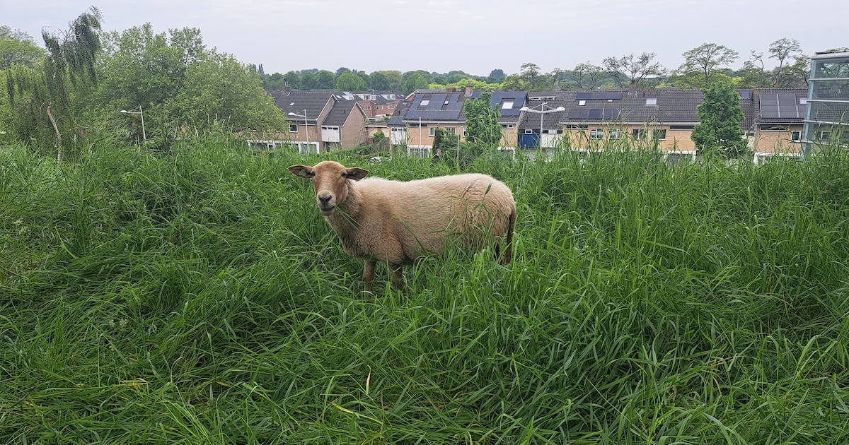 Schapen zoeken het hogerop om gras op NS-talud kort te houden