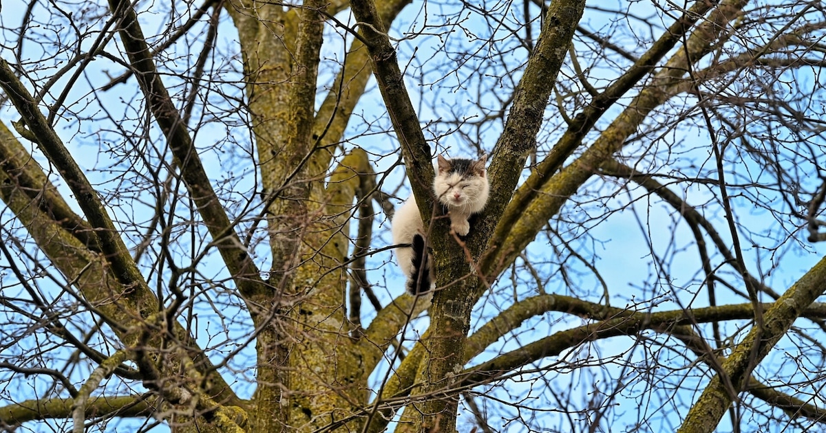 Kat zit al uren in Udenhoutse boom: brandweer krijgt het dier maar niet te pakken