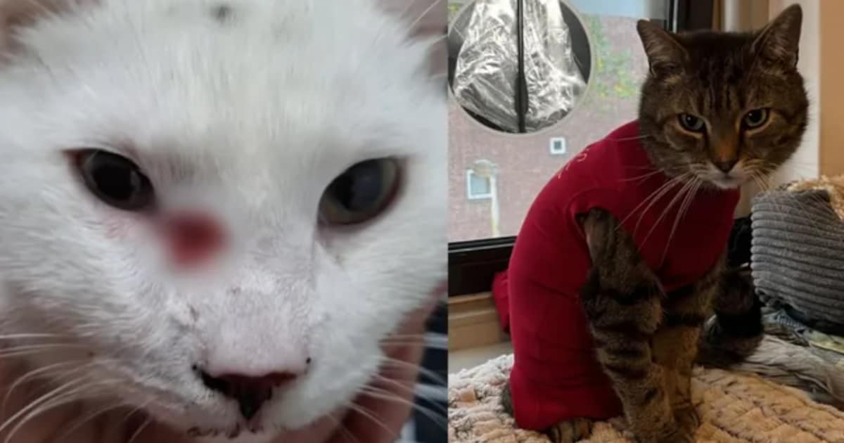 Kat doodgeschoten met pijltjes in Eindhoven, andere dieren gewond: politie op zoek naar dader