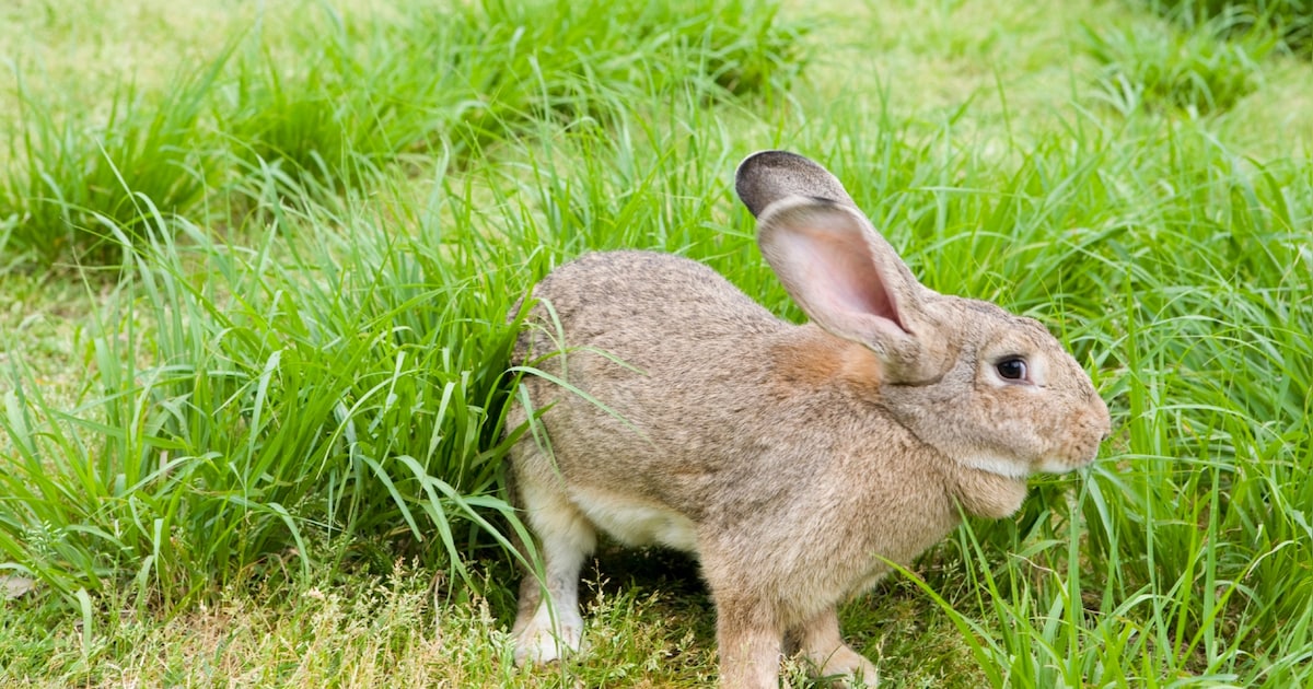 Konijnenopvang Binkies stopt, K'nijn & Ko start