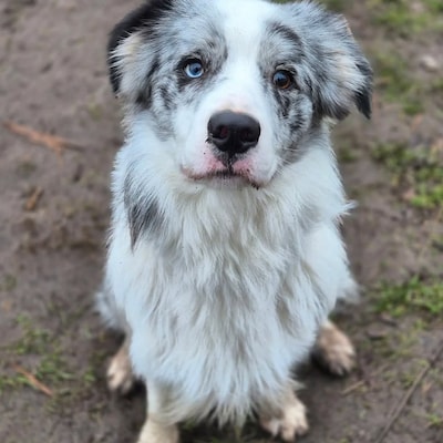 Uit Drimmelen vermiste hondje overleden teruggevonden