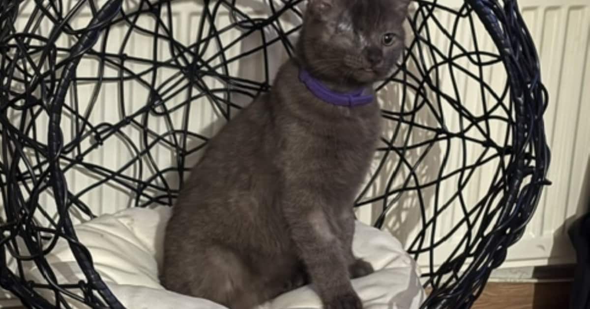 Heb jij Luigi gezien? Dit huisdier wordt in Terneuzen vermist