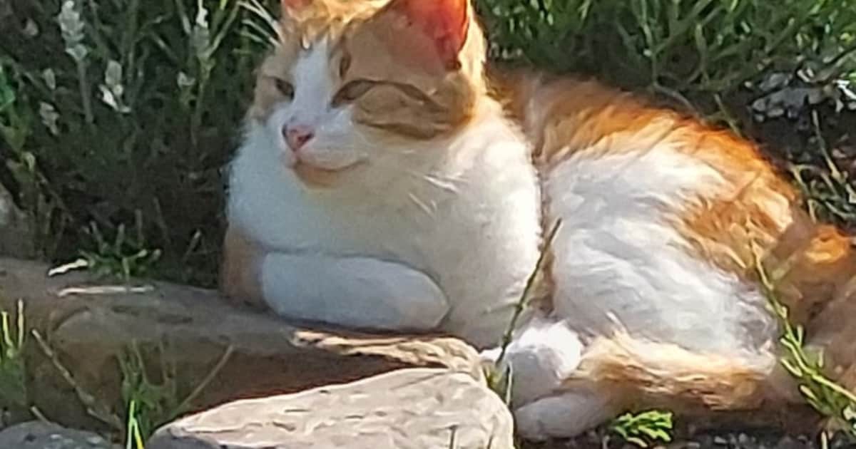 Heb jij Levi gezien? Dit huisdier wordt in Steenbergen vermist