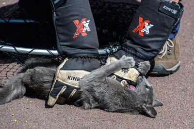 Kat wordt gered uit boom, maar springt in andere boom en bijt helpende omstander