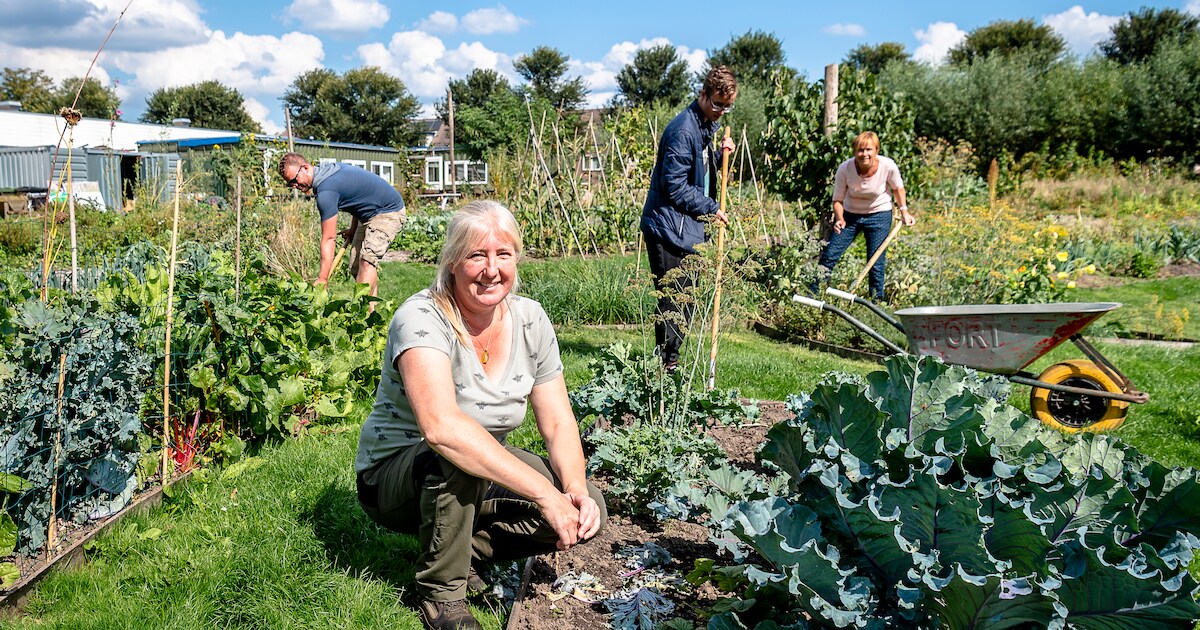 Begin je moestuin zonder kosten: gratis zaadjes ophalen in Zuidland