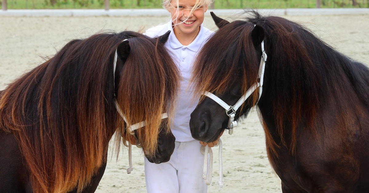 Goede manen en een goede staart: in Etten-Leur is dit een bloedserieuze beautycontest voor shetlandp