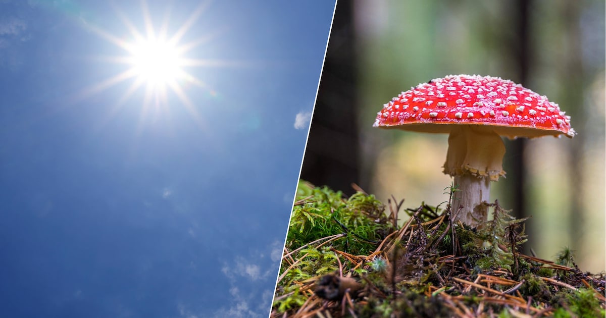 28,6 graden in Eindhoven: warmterecord voor 29 september verbroken ...