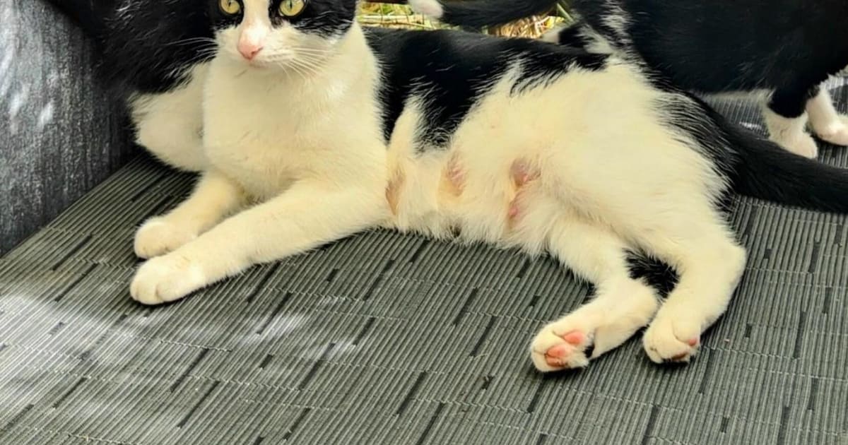 Heb jij Felix of Saar gezien? Deze twee huisdieren worden in Halderberge vermist