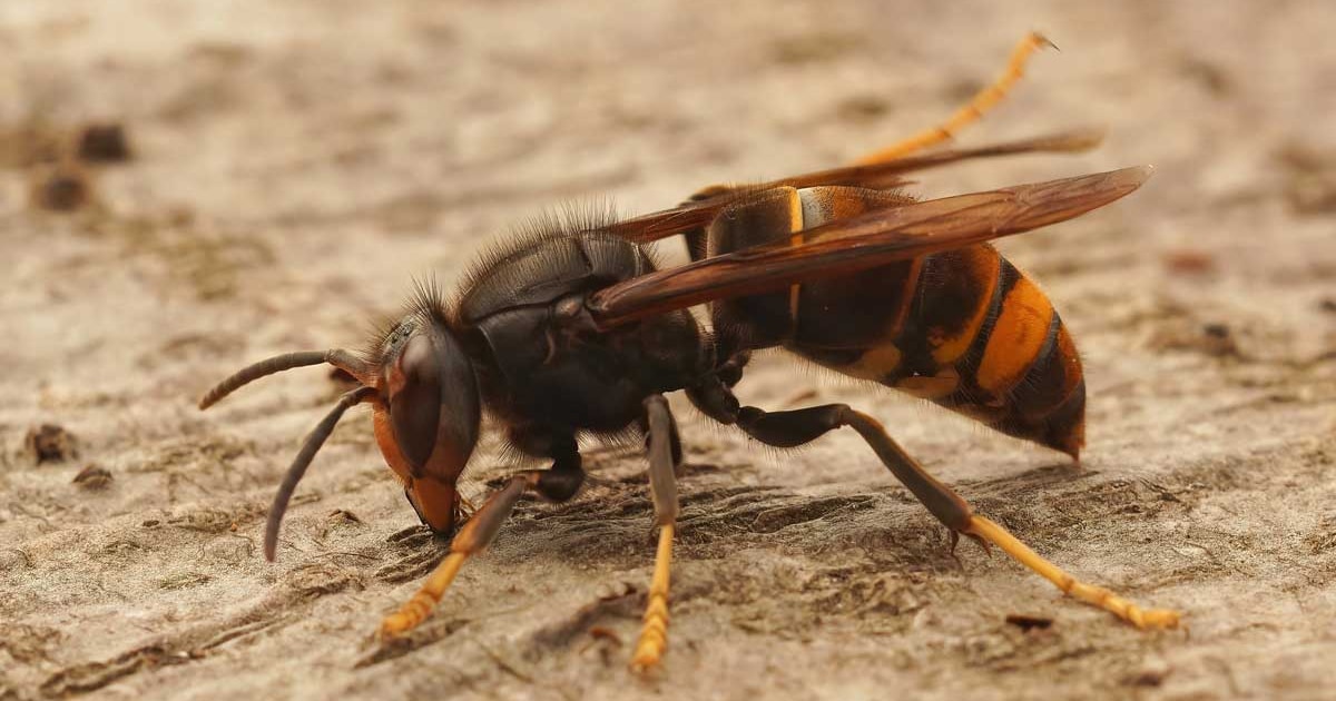Gemeente Moerdijk biedt gratis vallen tegen Aziatische hoornaar aan
