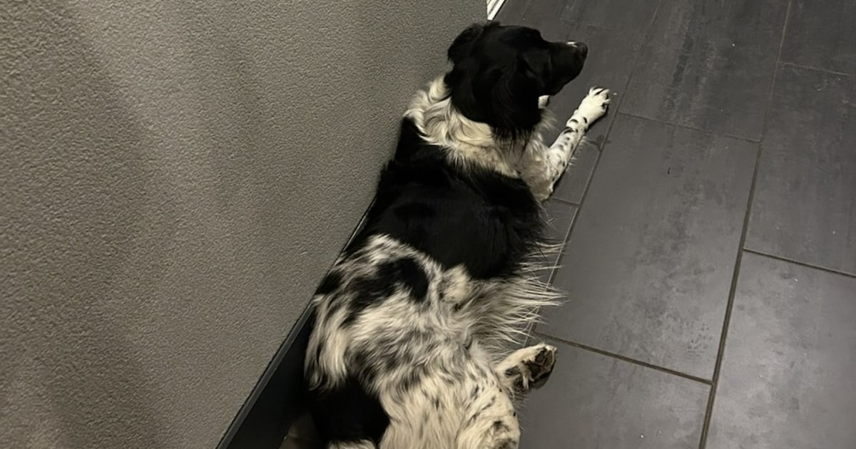 Heb jij Luna gezien? Dit huisdier wordt in Zundert vermist
