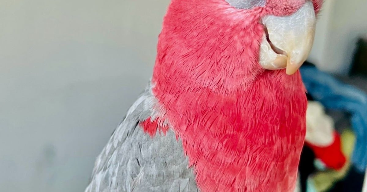 Heb jij Dex gezien? Dit huisdier wordt in Drimmelen vermist