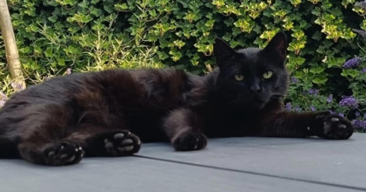 Heb jij Leen gezien? Dit huisdier wordt in Gilze en Rijen vermist