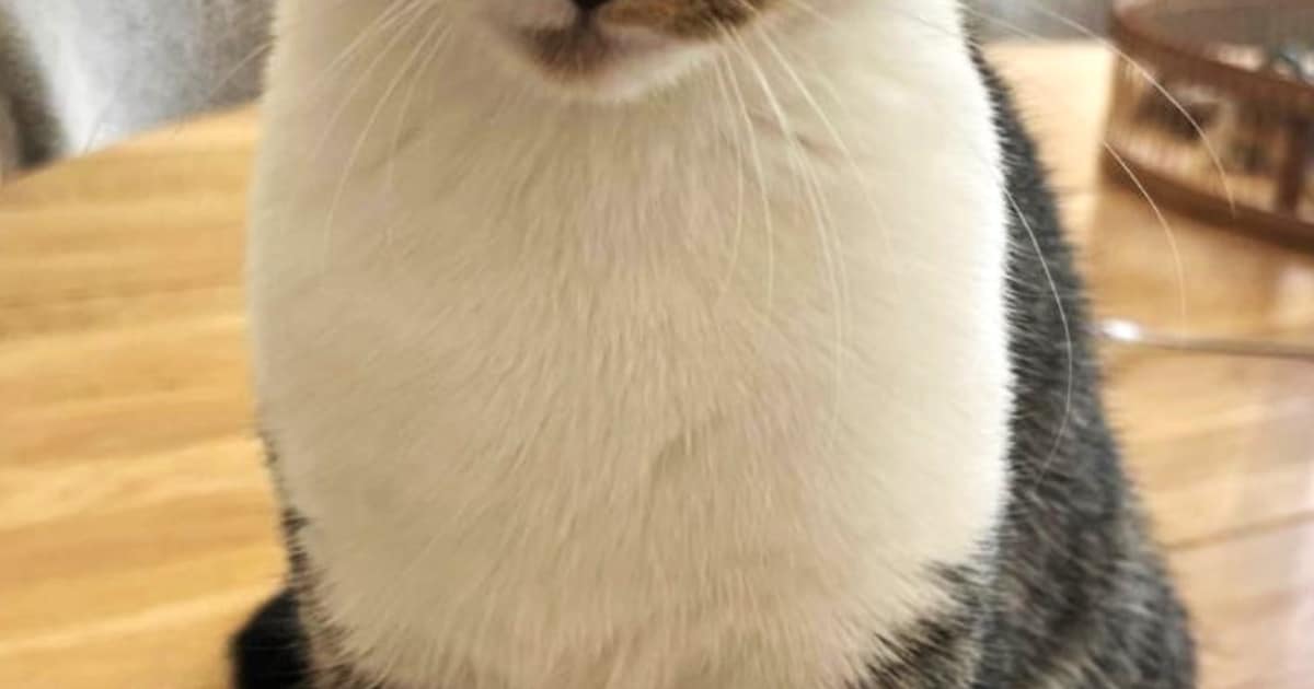 Heb jij Kiara, Millie of Gijs gezien? Deze drie huisdieren worden in Breda vermist