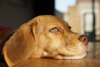 Waar is Pip? Beagle van 16-jarige Maud al sinds maandag vermist