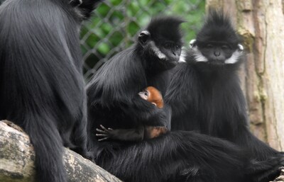 Knaloranje baby-aapje geboren in Diergaarde Blijdorp