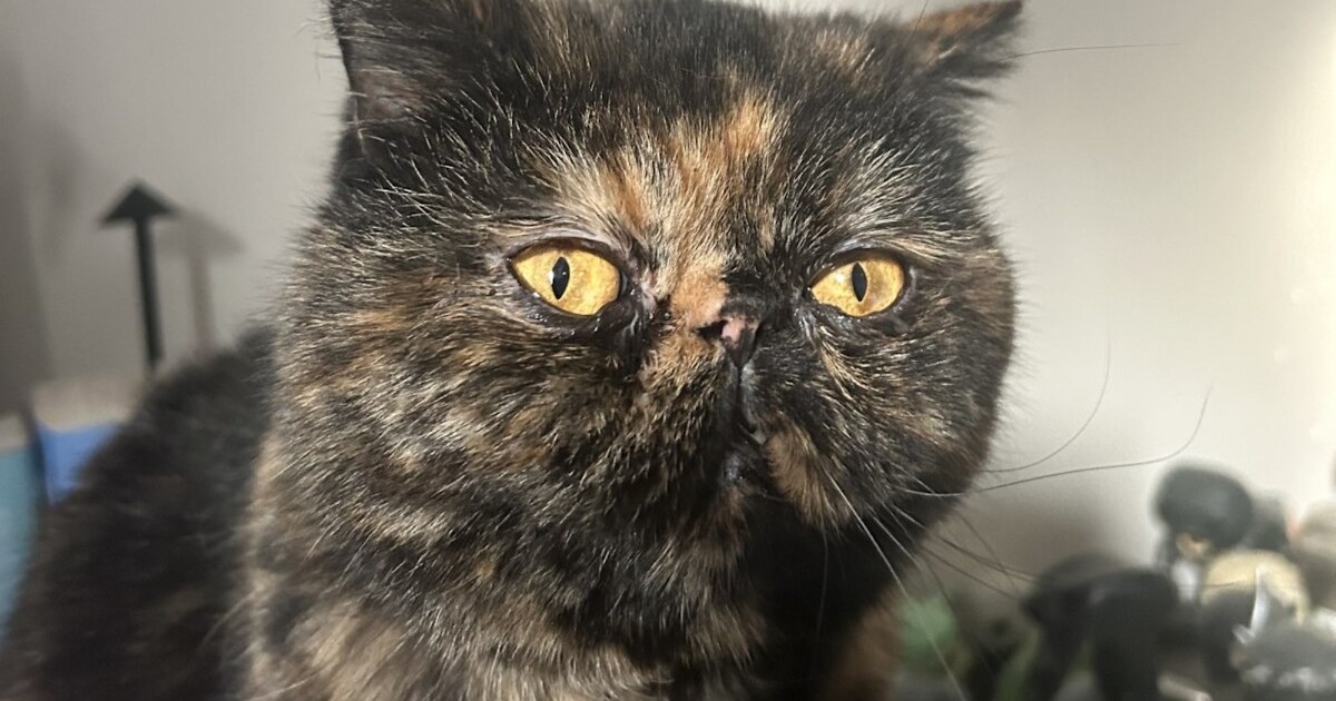 Heb jij Daisy gezien? Dit huisdier wordt in Zundert vermist