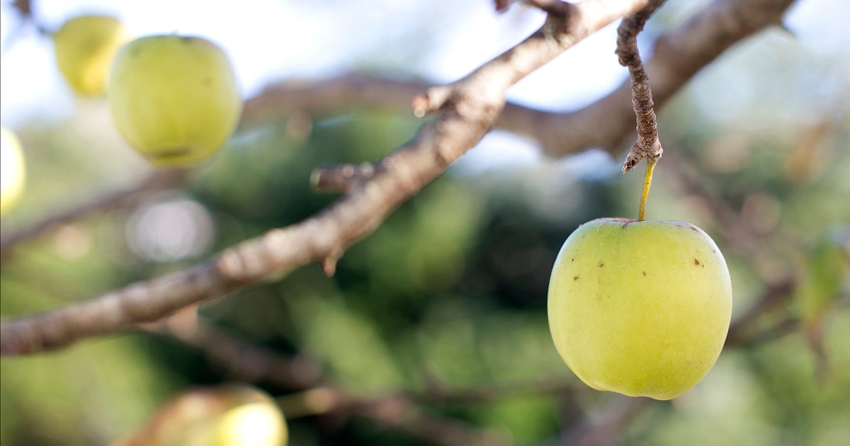 Appelplukdag bij fruitteeltbedrijf Vereecken in Vogelwaarde vindt zaterdag plaats