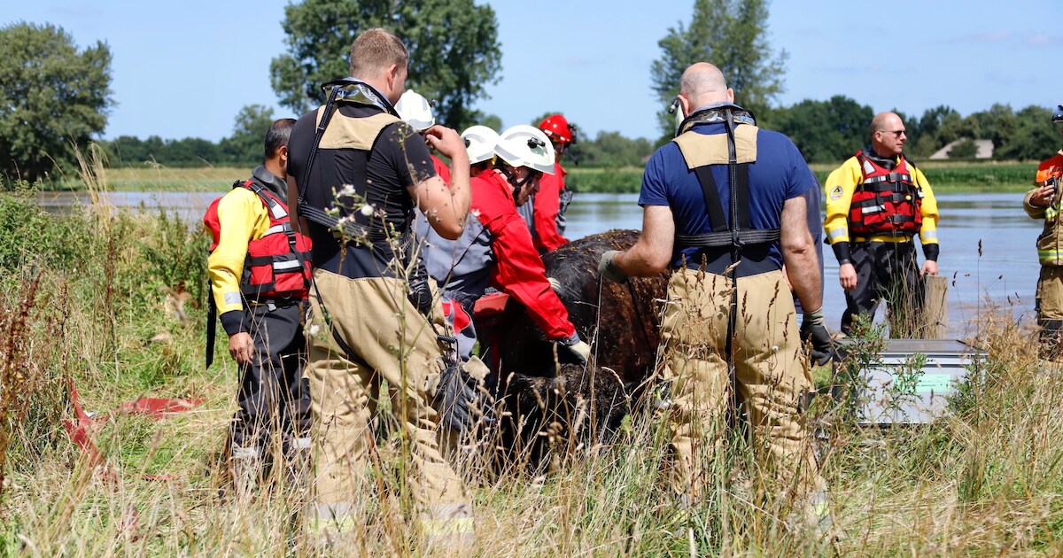 ‘Zwemmende’ koe uit Limburg die bij Escharen uit de Maas werd geplukt, is weer thuis en maakt het go