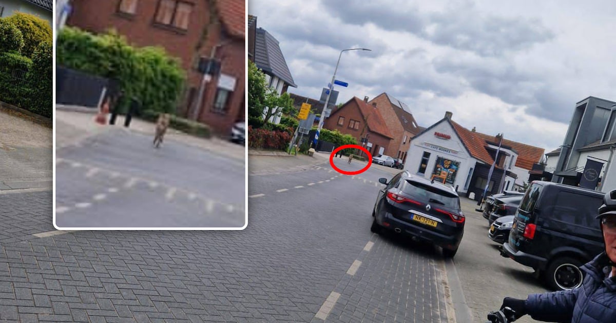 Wolf gespot in dorpje vlak over de Belgische grens: ‘Laatst gezien toen hij richting Galder liep’
