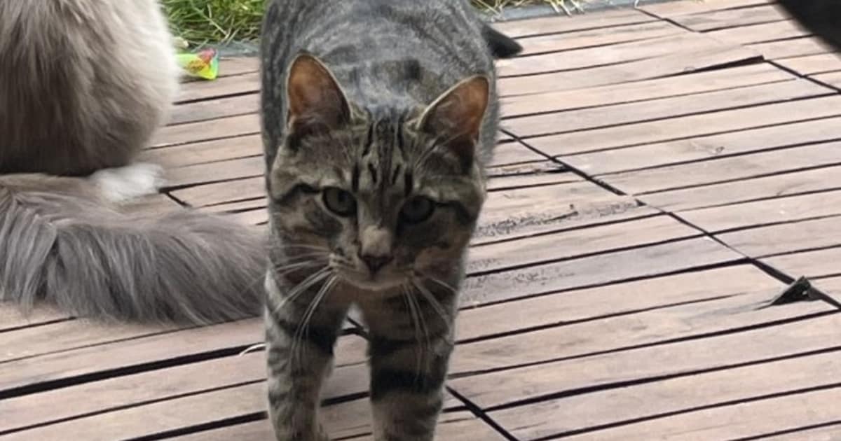 Heb jij Bosje of Poeki gezien? Deze twee huisdieren worden in Etten-Leur vermist