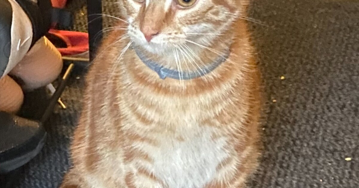 Heb jij Mufasa gezien? Dit huisdier wordt in Etten-Leur vermist