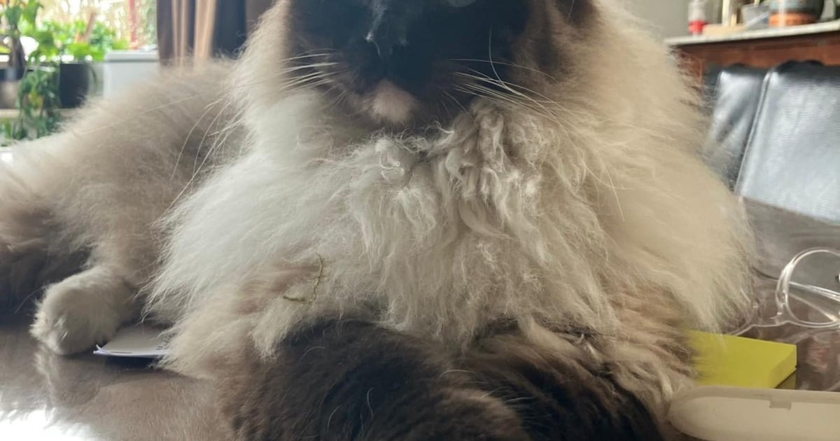 Heb jij Falkor gezien? Dit huisdier wordt in Gilze en Rijen vermist