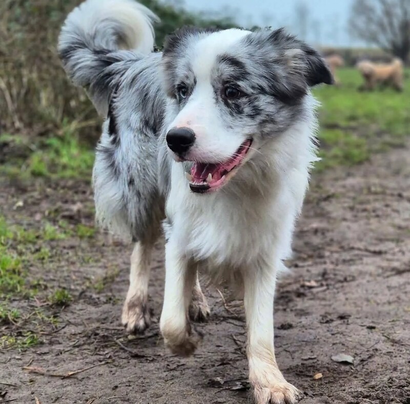 Blue is sinds het bootongeluk in Drimmelen vermist. 
