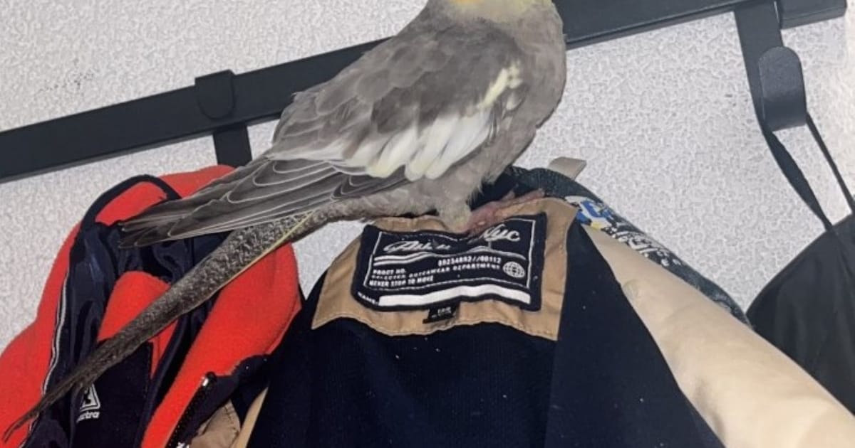 Heb jij Rocky gezien? Dit huisdier wordt in Moerdijk vermist
