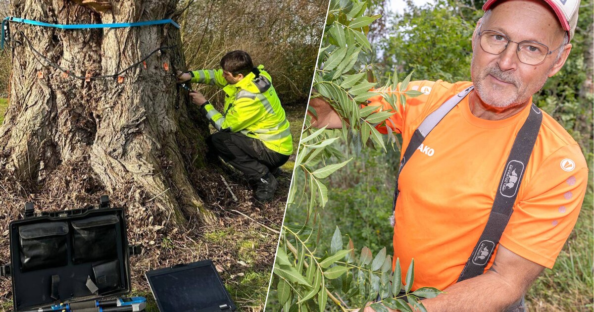 Andere Nederlandse gemeenten kijken nieuwsgierig naar ‘bomenbeleid’ Noord-Beveland