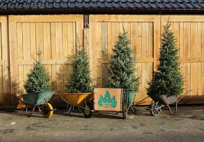 Oh dennenboom! Hier in Breda kun je al een herbruikbare kerstboom bestellen.