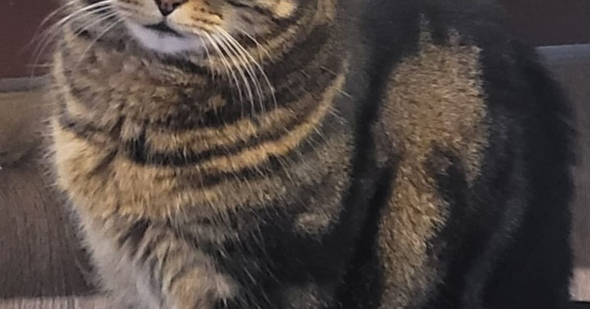 Heb jij Garfield of Clyde gezien? Deze twee huisdieren worden in Rucphen vermist